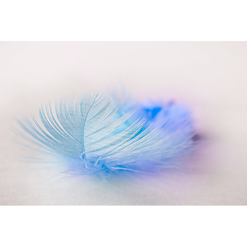 Modern Style Mural Wallpaper Feather Photography Indoor Wall Mural