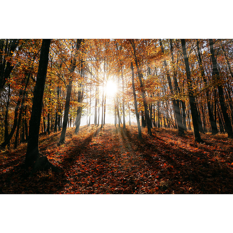 Forest Scenery Mildew Resistant Wallpaper Environmental Sleeping Room Wall Mural