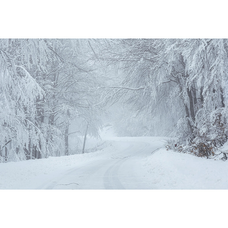 Forest Environmental Photography Mural Wallpaper Indoor Wall Mural