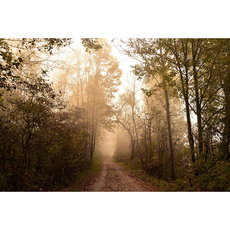 Wallpaper Forest Mildew Resistant Mural Photography Sleeping Room Wall Mural