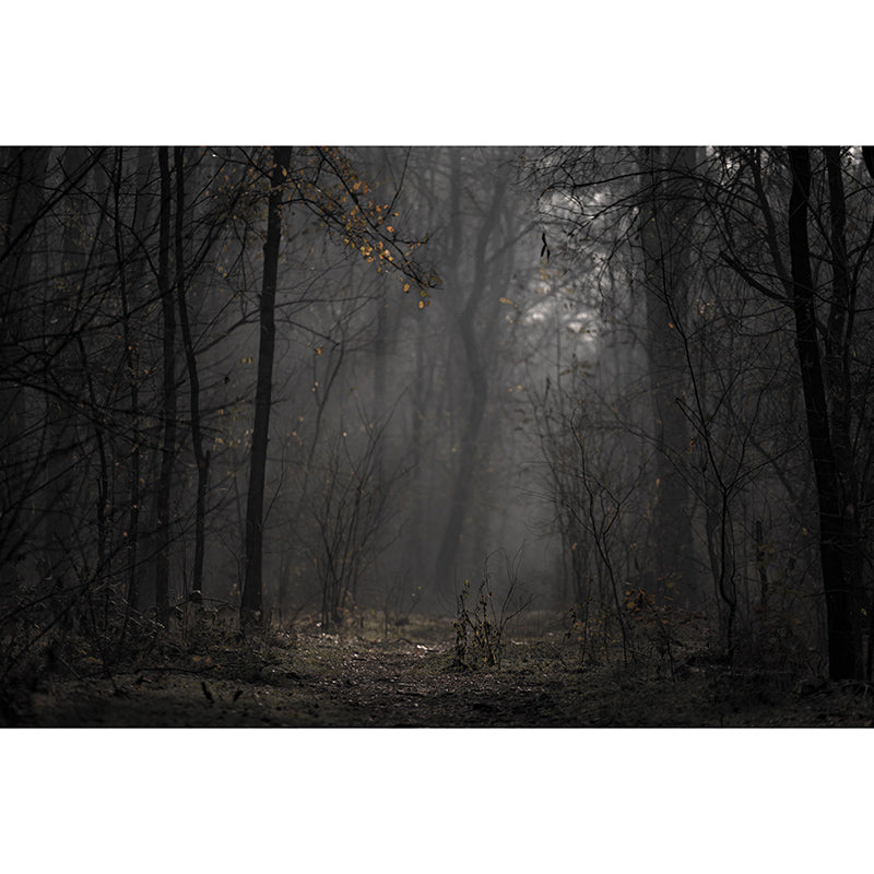 Beautiful Photography Mural Wallpaper Forest Sitting Room Wall Mural