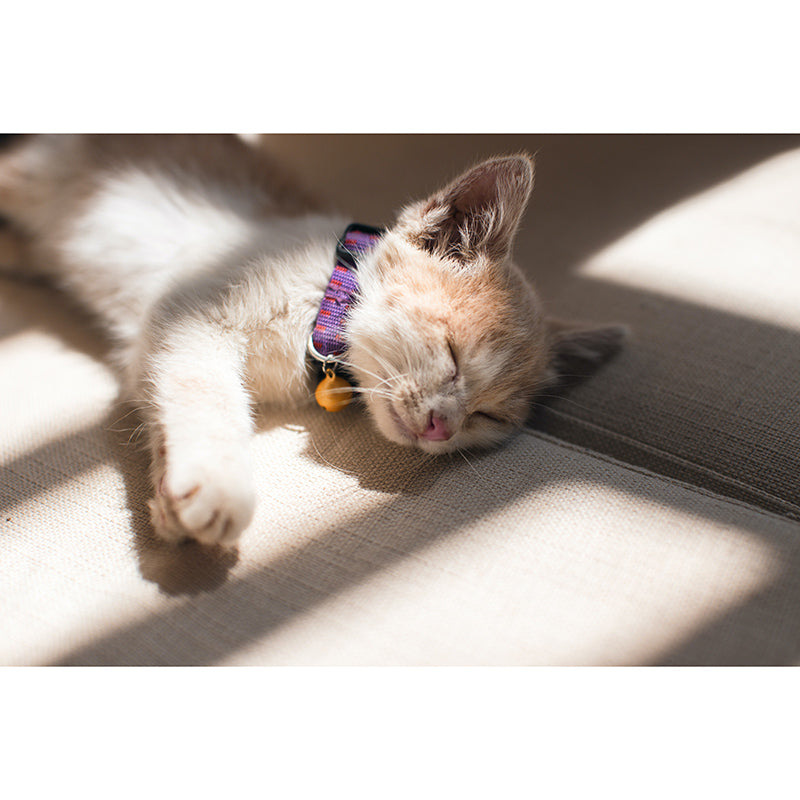 Cute Cats Mildew Resistant Mural Wallpaper Living Room Wall Mural