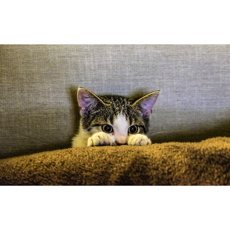 Modern Photography Mural Wallpaper Animals Living Room Wall Mural