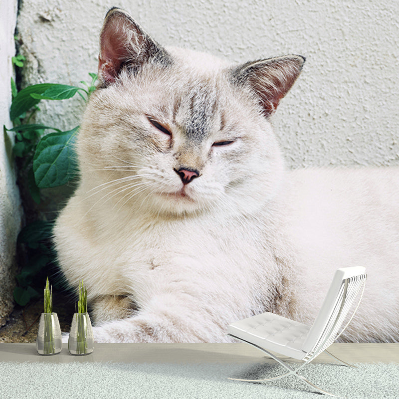 Cute Cats Photography Mural Wallpaper Environment Friendly Living Room Wall Mural