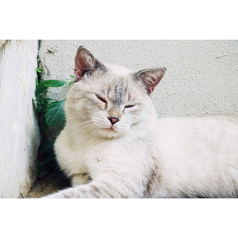 Cute Cats Photography Mural Wallpaper Environment Friendly Living Room Wall Mural