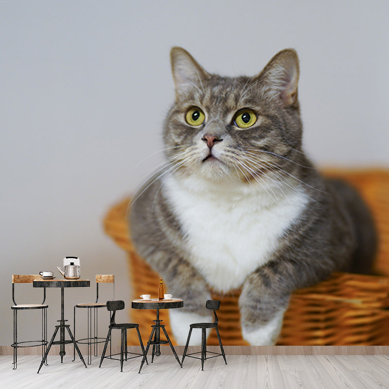 Photography Stain Resistant Mural Wallpaper Cute Cats Indoor Wall Mural