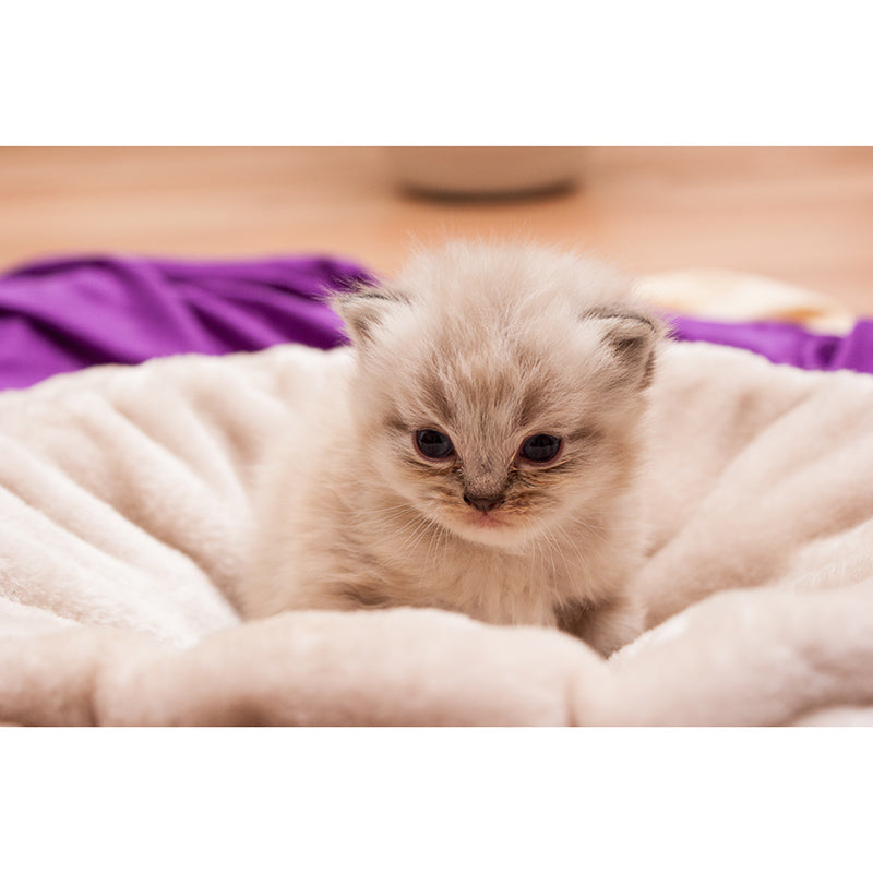 Photography Environment Friendly Mural Wallpaper Cute Cats Bedroom Wall Mural