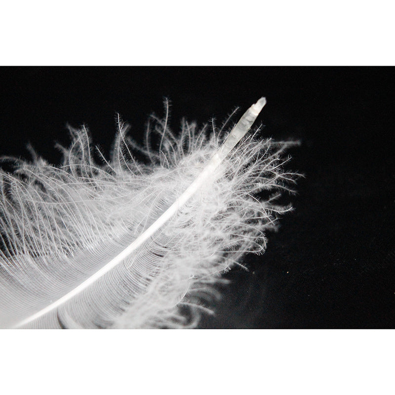 Feather Photography Mural Wallpaper Decorative Bedroom Wall Mural