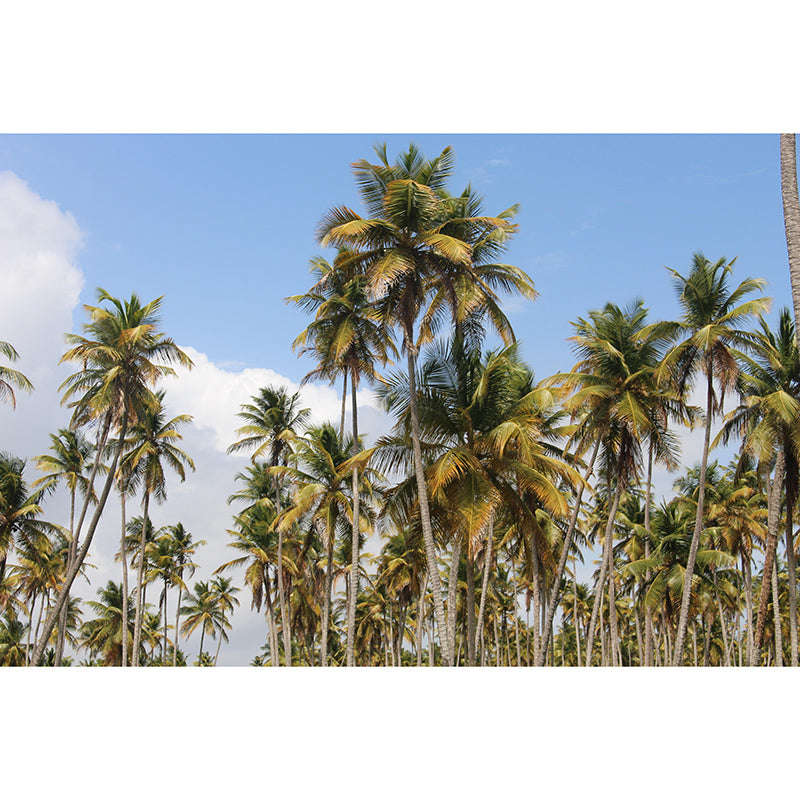 Tropical Scenery Mildew Resistant Wallpaper Environmental Sleeping Room Wall Mural