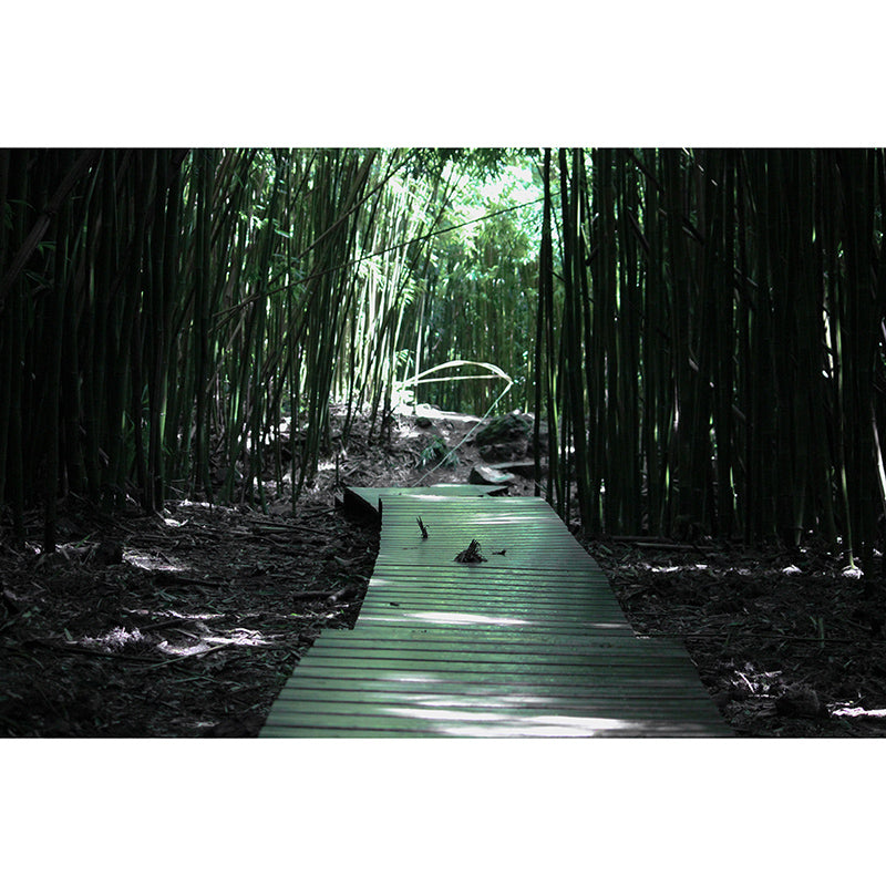 Modern Photography Mural Wallpaper Tropical Scenery Indoor Wall Mural