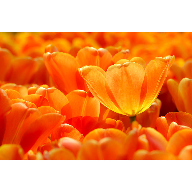 Flowers Mildew Resistant Mural Wallpaper Sleeping Room Wall Mural