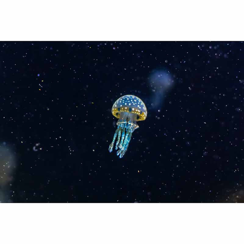 Eco-friendly Wall Mural Wallpaper Marine Organism Photography Sitting Room Wall Mural