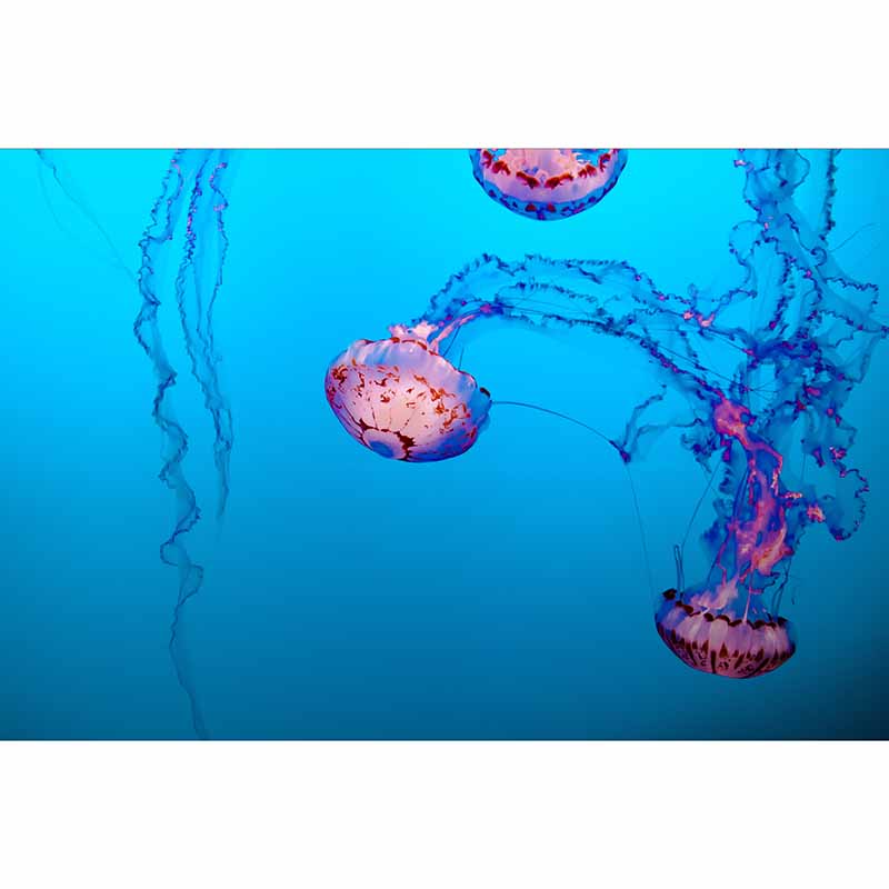 Marine Organism Mildew Resistant Wallpaper Photography Sleeping Room Wall Mural