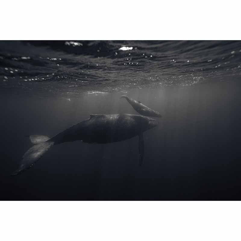 Beautiful Photography Mural Wallpaper Marine Organism Indoor Wall Mural