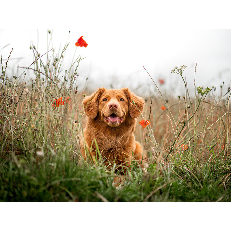 Environment Friendly Resistant Mural Wallpaper Lovely Dogs Living Room Wall Mural