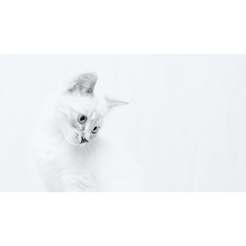 Modern Style Wall Mural Wallpaper Cute Cats Sitting Room Wall Mural