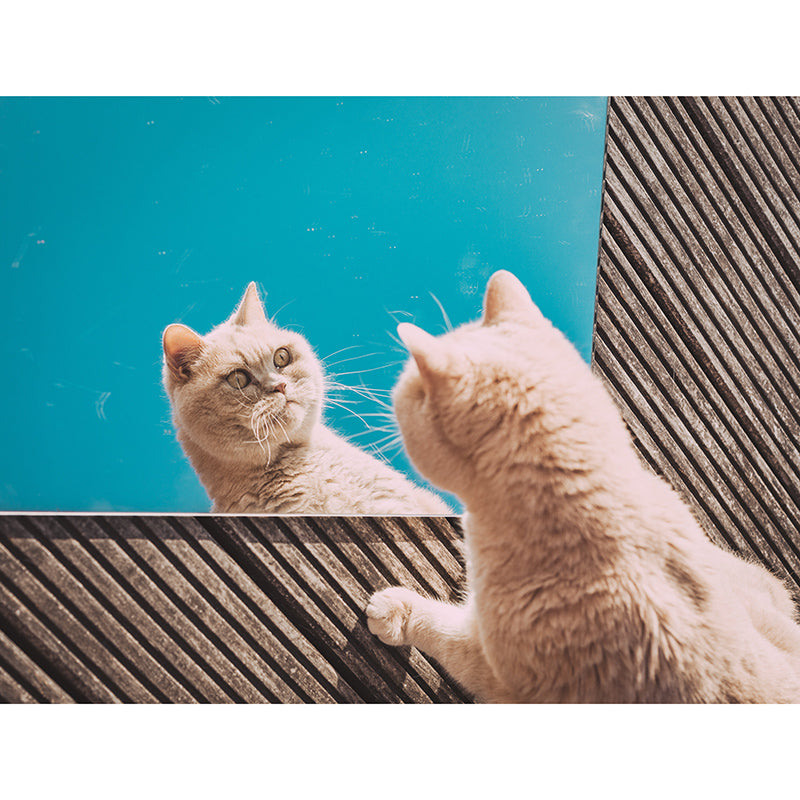 Decorative Photography Mural Wallpaper Cute Cats Indoor Wall Mural