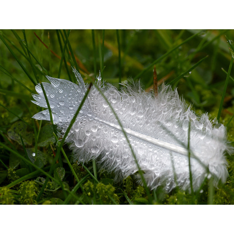 Soft Feathers Mildew Resistant Wallpaper Photography Sleeping Room Wall Mural