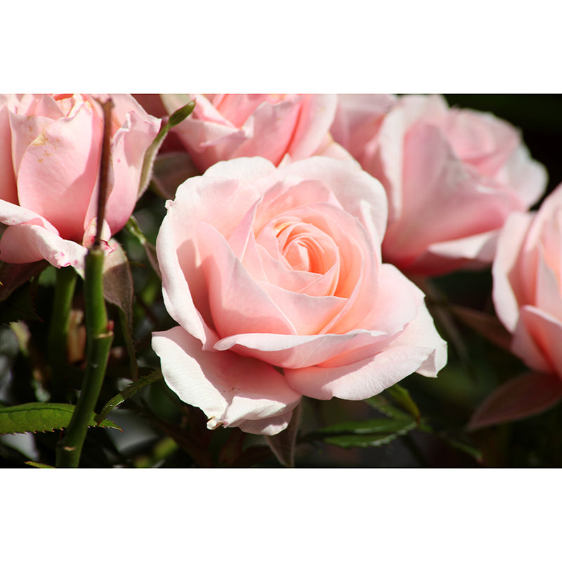 Modern Style Mural Wallpaper Romantic Rose Environment Friendly Bedroom Wall Mural