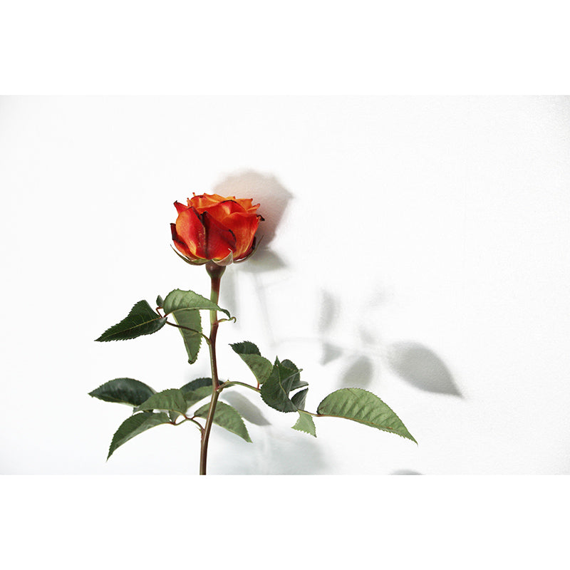 Romantic Rose Resistant Mural Wallpaper Environment Friendly Sleeping Room Wall Mural