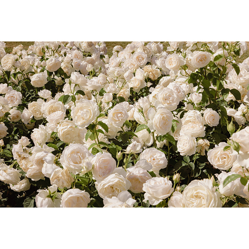 Decorative Wall Mural Wallpaper Elegant Rose Sitting Room Wall Mural