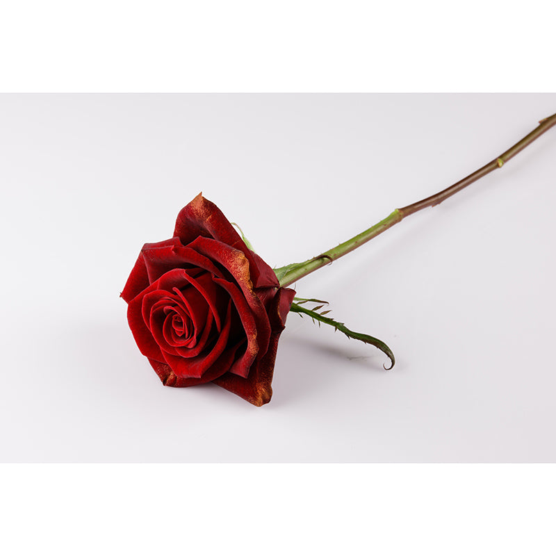 Photography Stain Resistant Wallpaper Beautiful Roses Living Room Wall Mural