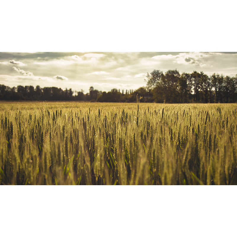 Photography Stain Resistant Mural Wallpaper Wheat Field Sleeping Room Wall Mural