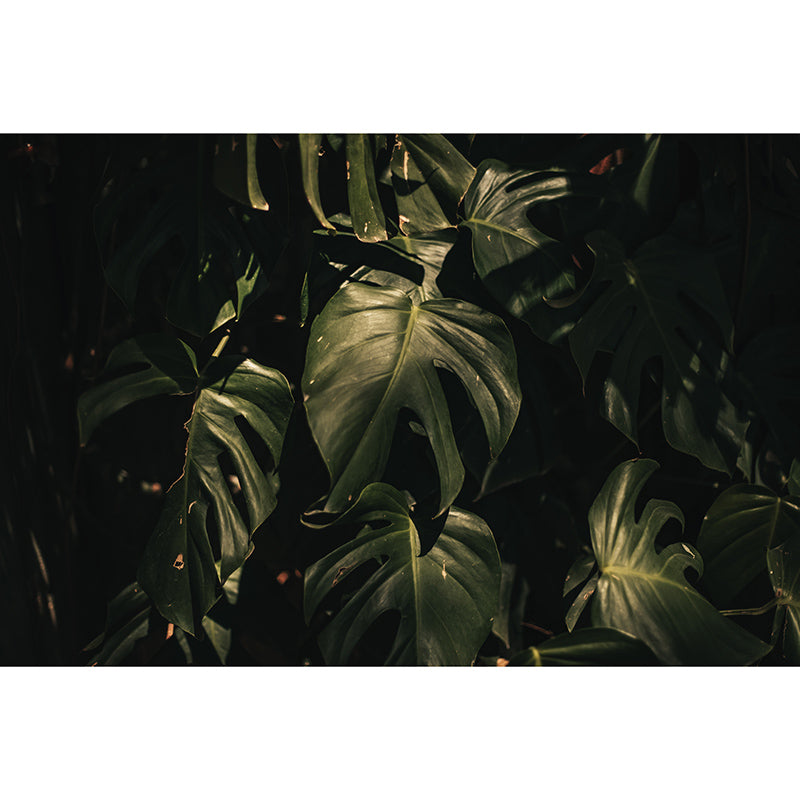 Tropical Plants Environmental Photography Mural Wallpaper Indoor Wall Mural