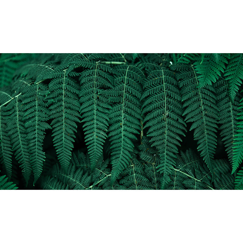 Photography Tropical Plants Mural Mildew Resistant Wallpaper Sleeping Room Wall Mural
