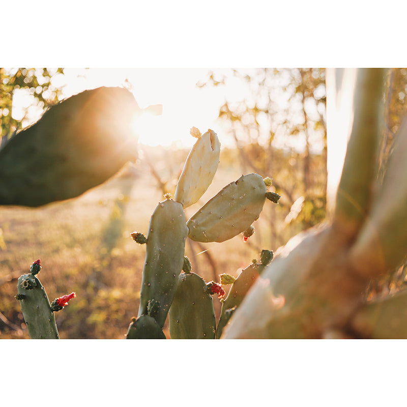 Tropical Plants Photography Stain Resistant Mural Wallpaper Living Room Wall Mural