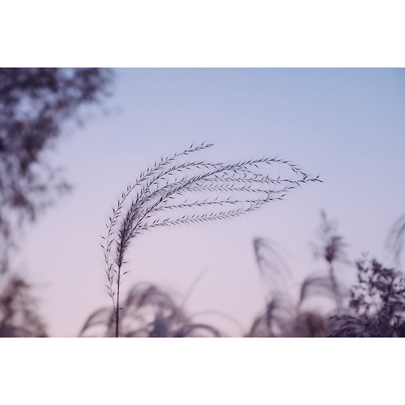 Washable Photography Mural Wallpaper Plants Landscape Indoor Wall Mural