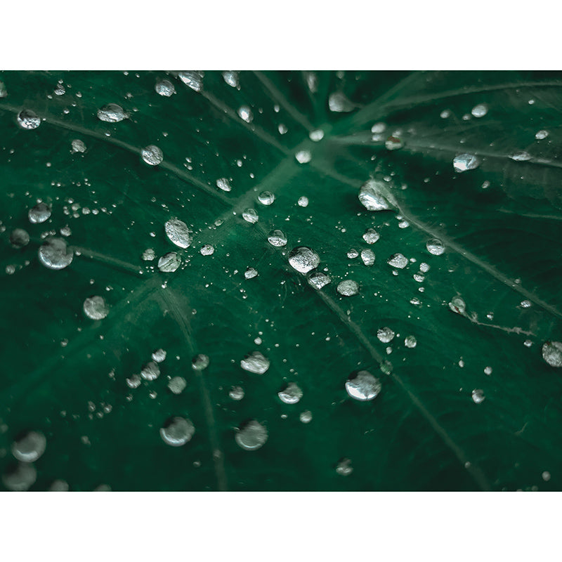 Photography Environment Friendly Mural Wallpaper Plants Bedroom Wall Mural