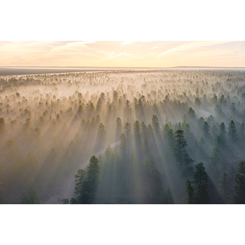Modern Style Photography Wall Mural Wallpaper Forest Bedroom Wall Mural