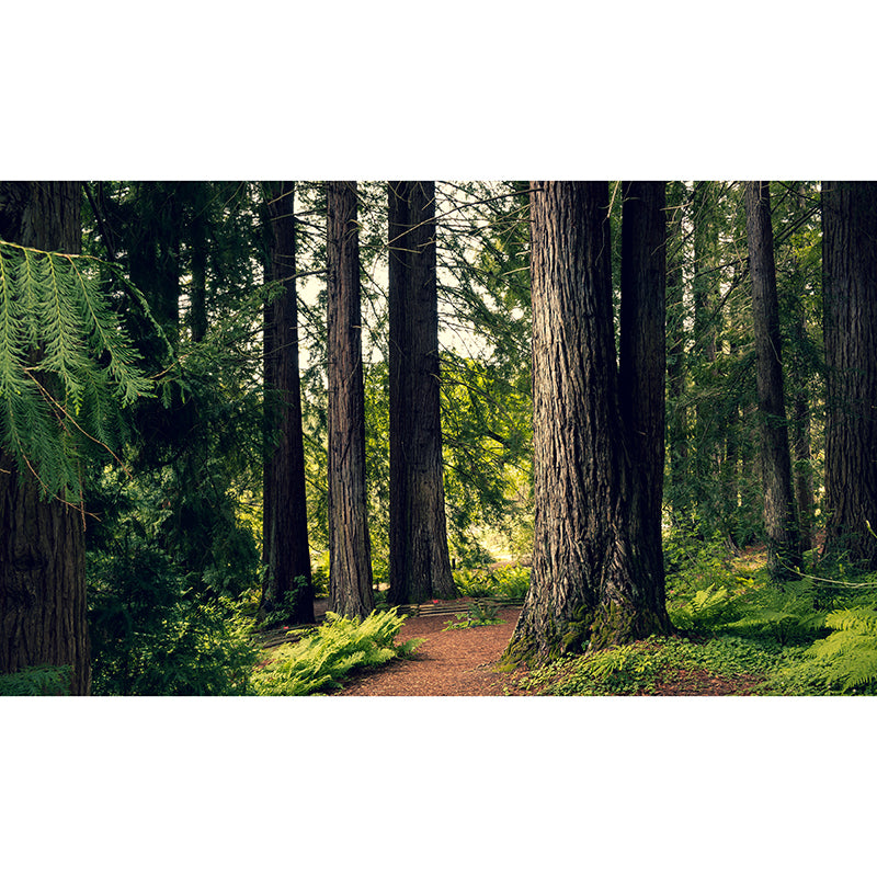 Woods Stain Resistant Wall Mural Washable Wallpaper Sitting Room Wall Mural