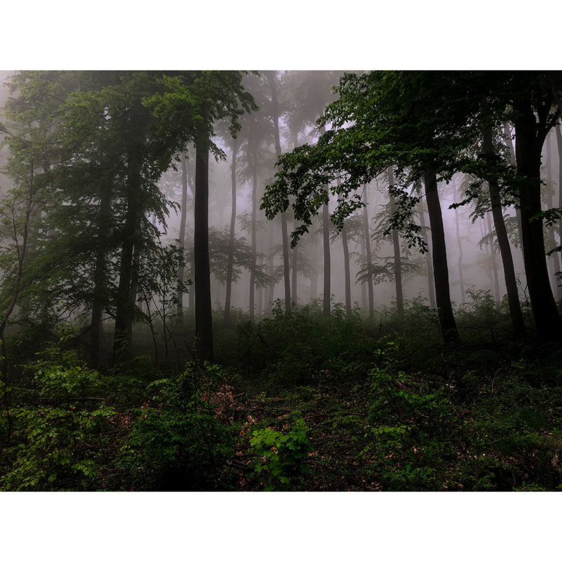 Photography Woods Mural Mildew Resistant Wallpaper Sleeping Room Wall Mural