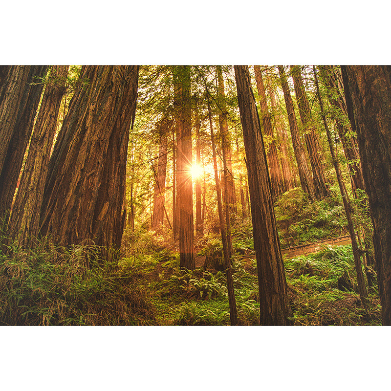 Photography Stain Resistant Mural Wallpaper Forest Living Room Wall Mural