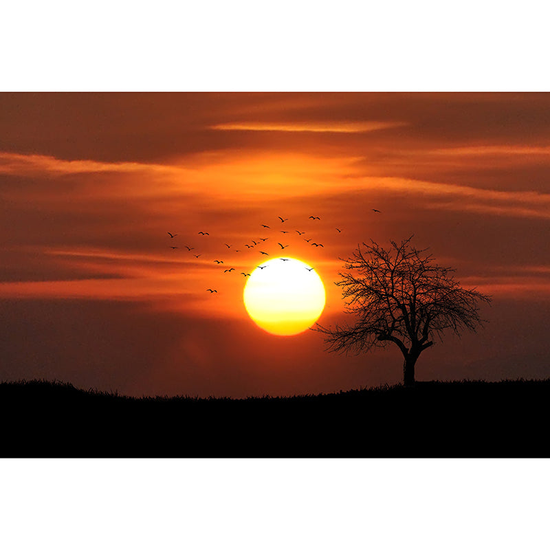 Setting Sun Mildew Resistant Wallpaper Photography Sleeping Room Wall Mural