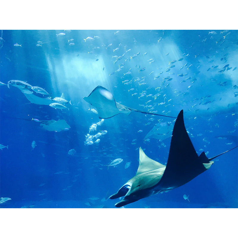 Underwater Photography Modern Wallpaper Environmental Living Room Wallpaper