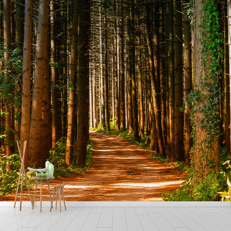 Forest Decorative Photography Wallpaper Living Room Wall Mural