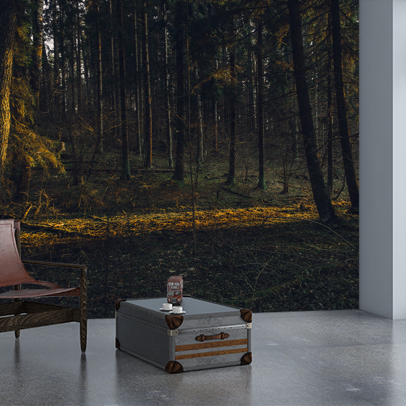 Forest Decorative Photography Wallpaper Living Room Wall Mural
