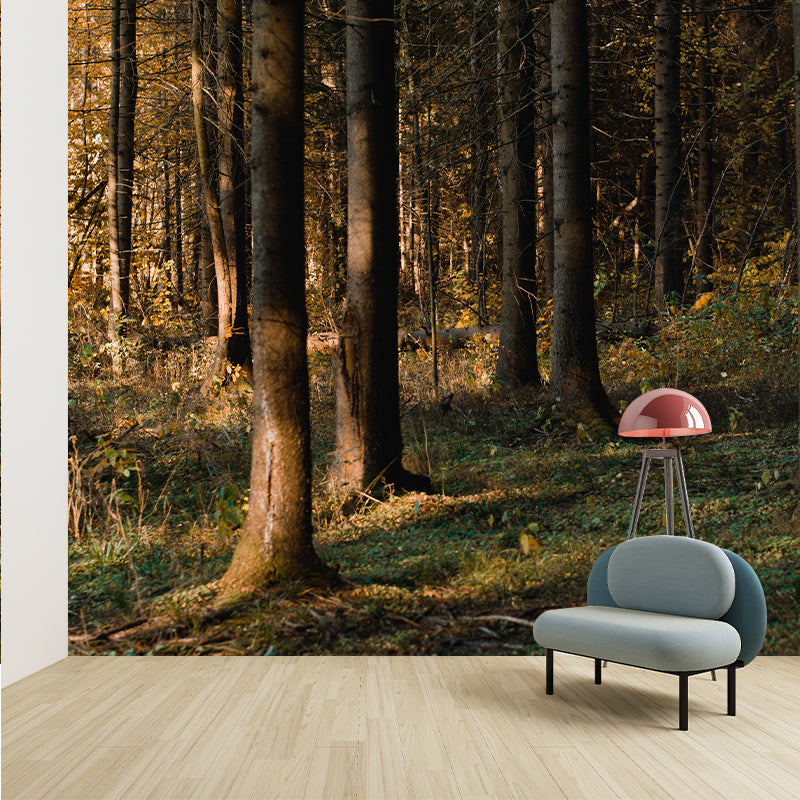 Forest Decorative Photography Wallpaper Living Room Wall Mural