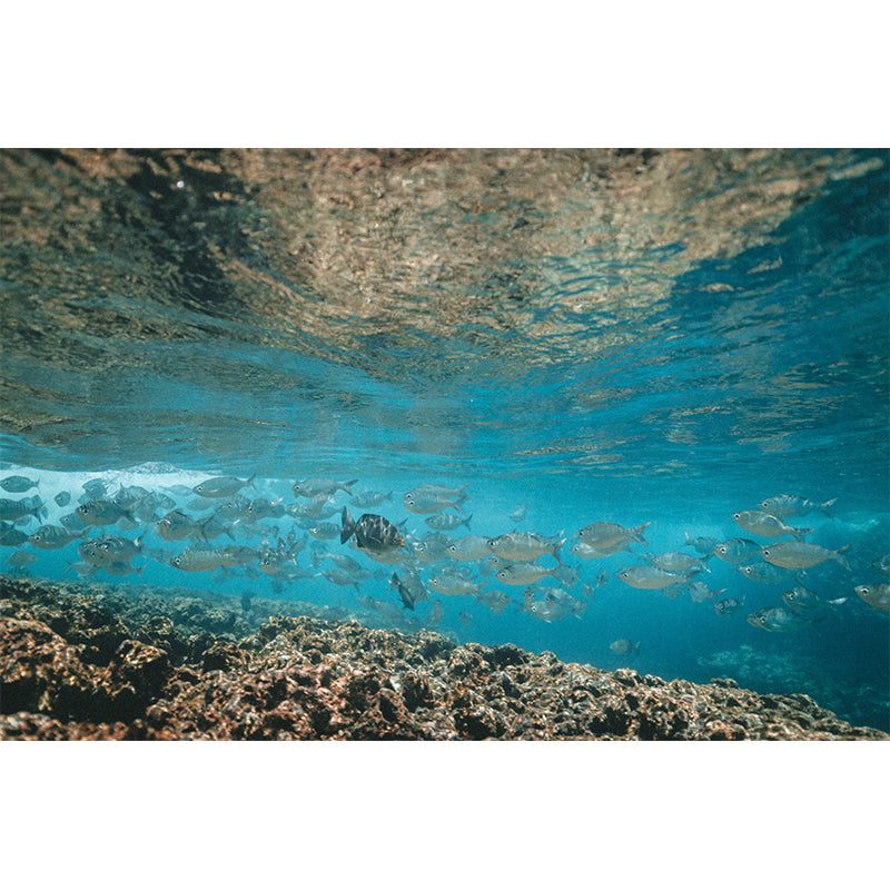 Photography Underwater Modern Decorative Wallpaper Living Room Wall Mural