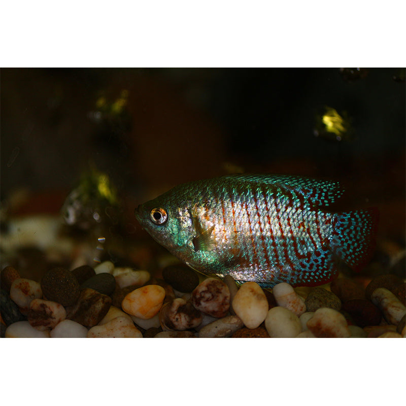Environment Friendly Photography Wall Mural Underwater Sitting Room Wallpaper