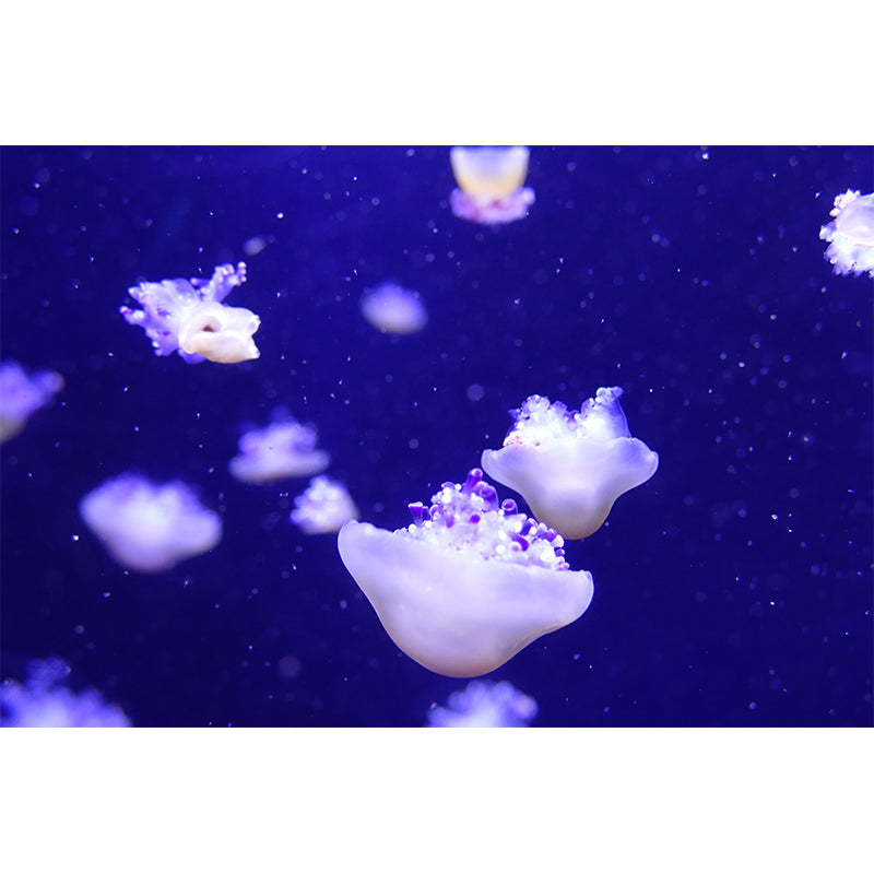 Stain Resistant Photography Wallpaper Underwater Home Decor Wall Mural