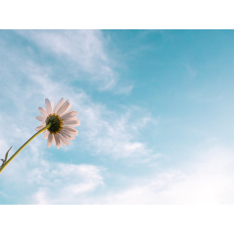 Stain Resistant Photography Wallpaper Drawing Room Mural Wallpaper