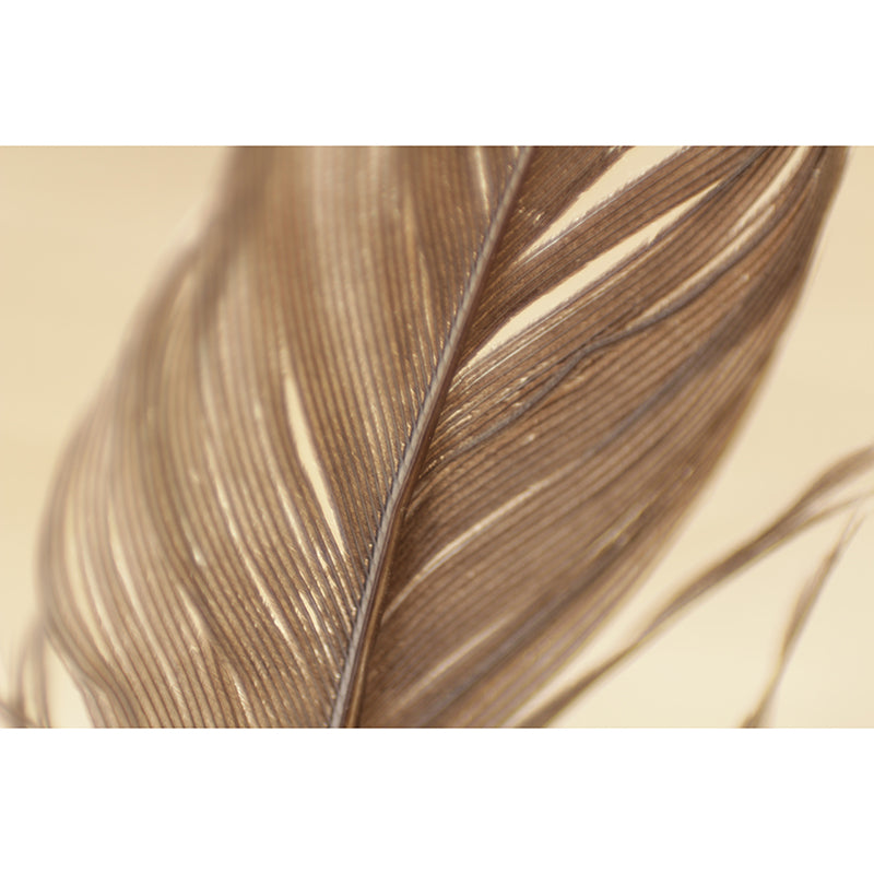 Eco-friendly Feather Photography Wall Mural Living Room Wallpaper