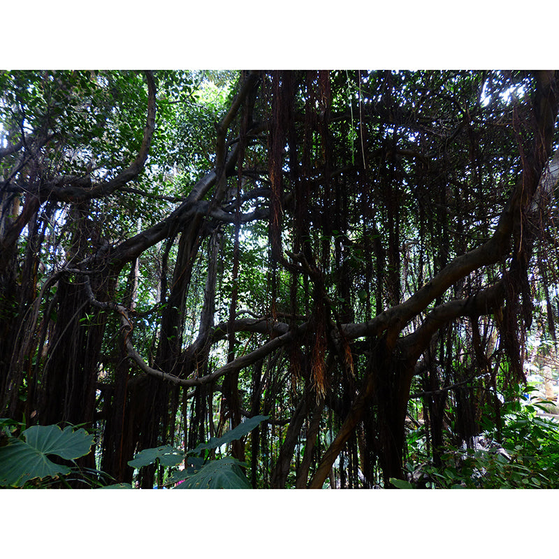 Popular Wall Mural Tropical Forest Print Living Room Wall Mural