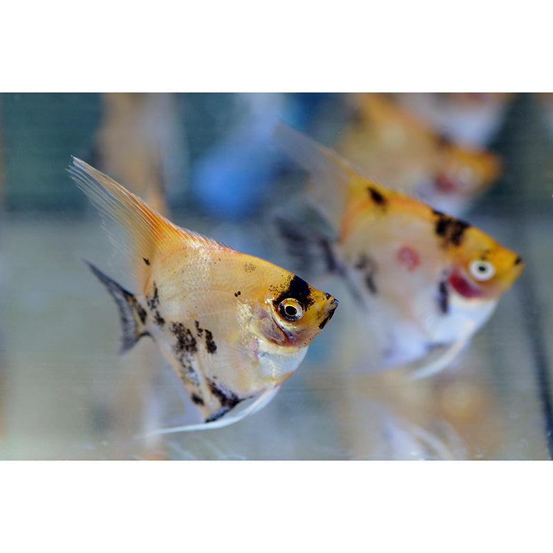 Photography Wall Mural Tropical Fish Printed Drawing Room Wall Mural