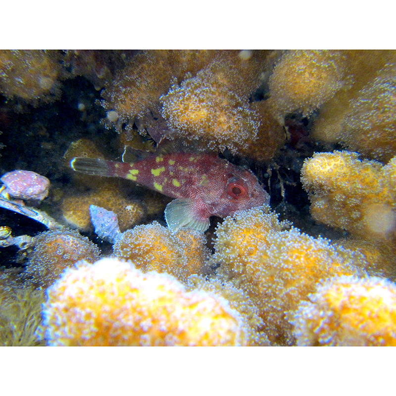 Coastal Fancy Wall Mural Fish Pattern Living Room Wall Mural