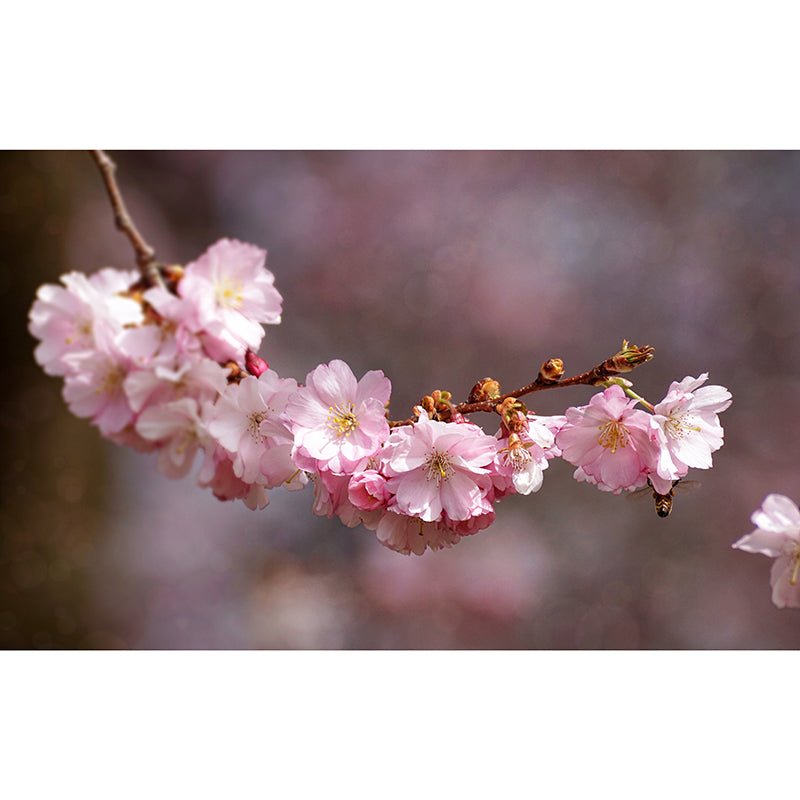 Eco-friendly Wall Mural Blossom Photography Living Room Mural Wallpaper